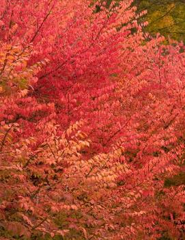 Euonymus alatus