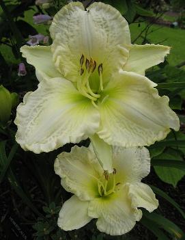 Hemerocallis 'Lime Frost'