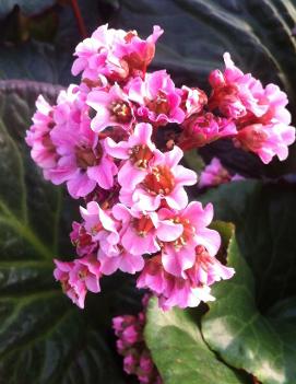 Bergenia x 'Magic Giant'