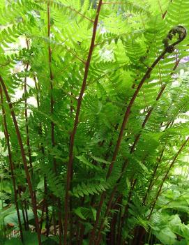 Athyrium angustum forma rubellum