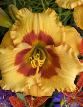 Hemerocallis 'Cherry Candy'