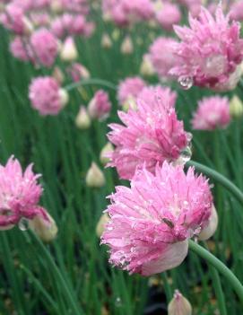 Allium schoenoprasum 'Forescate'