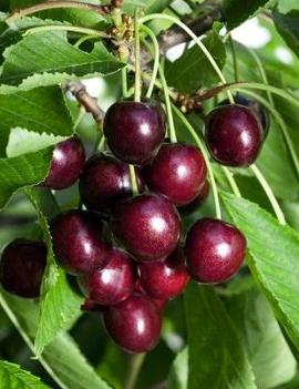 Cherry 'Hedelfingen'