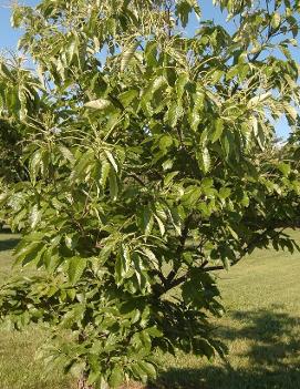 Castanea dentata