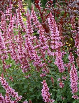 Agastache x 'Cotton Candy' (PP20991, COPF)