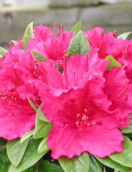 Azalea (Rhododendron) 'Girard's Fuchsia'