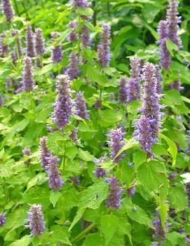 Agastache rugosa 'Golden Jubilee'