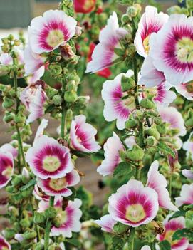 Alcea rosea 'Blush'