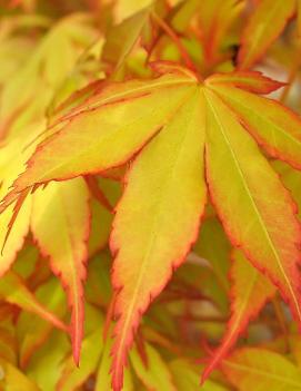 Acer palmatum 'Katsura'