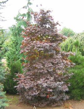 Acer palmatum Emperor1® ('Wolff')