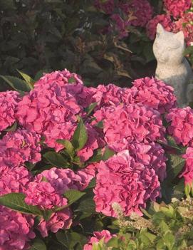 Hydrangea macrophylla Cityline® Venice ('Venice Raven') (PP10928)