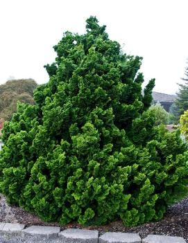 Chamaecyparis obtusa 'Nana Gracilis'