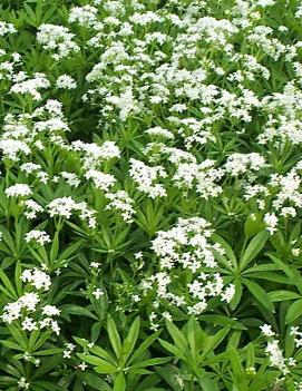 Galium odoratum