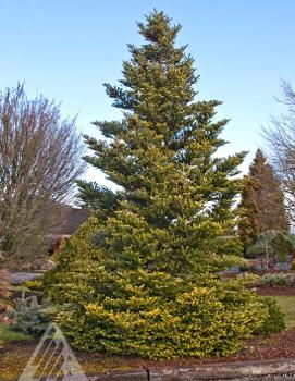 Abies koreana 'Aurea'