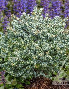 Abies koreana 'Ice Breaker'