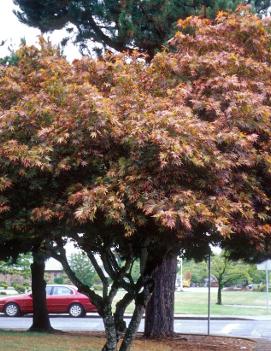 Acer palmatum 'Bloodgood'