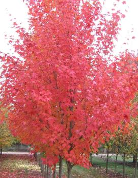 Acer grandidentatum x saccharum Highland Park® ('Hipzam')