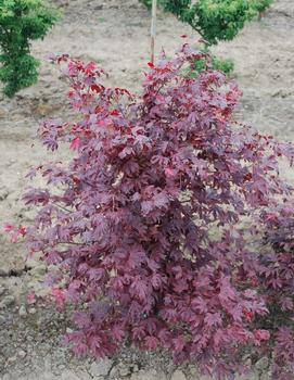 Acer palmatum 'Adrian's Compact'