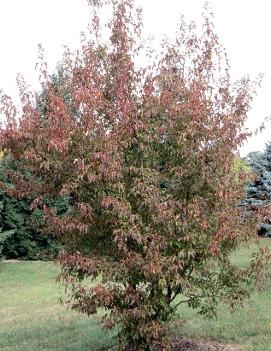 Acer ginnala 'Flame'