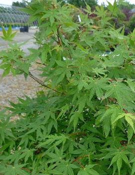 Acer palmatum