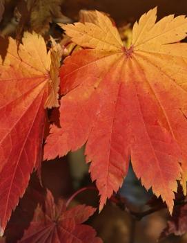 Acer japonicum 'Vitifolium'