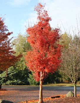 Acer griseum Fireburst™ ('JFS KW8AGRI')