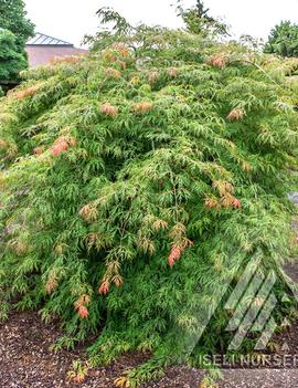 Acer x pseudosieboldianum Ice Dragon™ ('IslID')