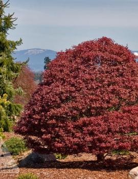 Acer palmatum 'Rhode Island Red'