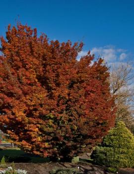 Acer palmatum 'Shishigashira'