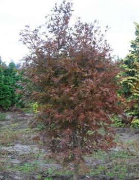 Acer palmatum 'Trompenburg'