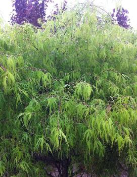 Acer palmatum 'Koto-no-ito'