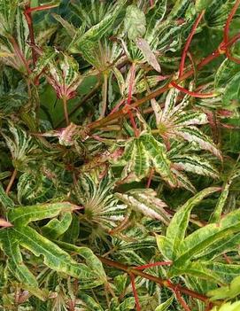 Acer palmatum 'Higasayama'