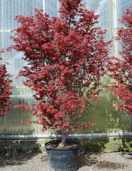 Acer palmatum 'Skeeter's Broom'