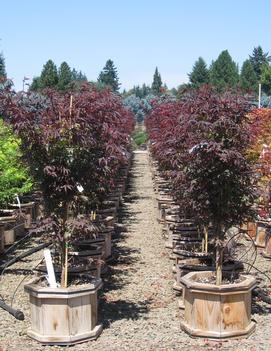 Acer palmatum 'Pixie'