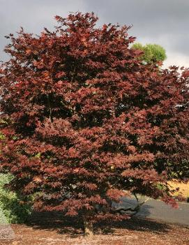 Acer palmatum 'Fireglow'