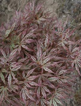 Acer palmatum 'Mikazuki'