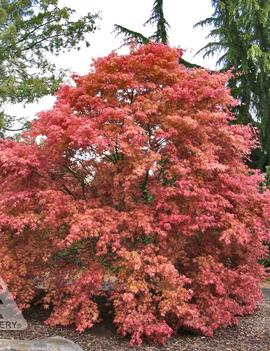 Acer palmatum 'Shindeshojo'