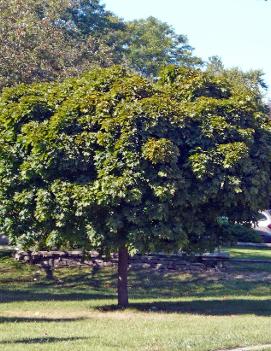 Acer platanoides 'Globosum'