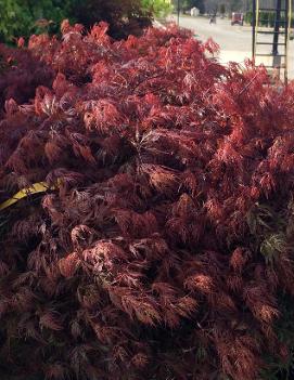 Acer palmatum dissectum 'Orangeola'