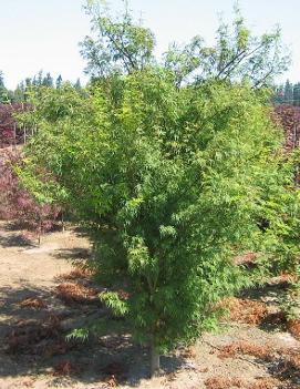 Acer palmatum dissectum 'Seiryu'