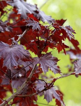 Acer platanoides 'Crimson King' (PP0735)