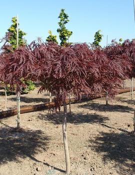 Acer palmatum dissectum 'Red Dragon'