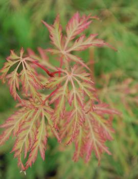 Acer palmatum dissectum 'Lemon Lime Lace'