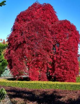 Acer palmatum dissectum 'Inaba Shidare'