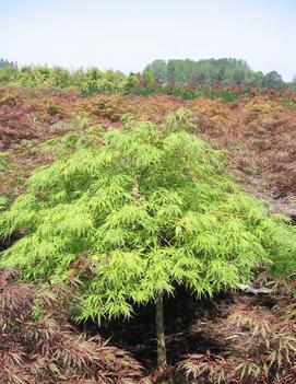 Acer palmatum dissectum 'Waterfall'