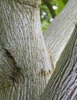 Acer pensylvanicum