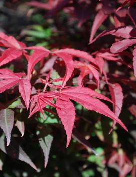 Acer palmatum 'Winter's Columnar Red'