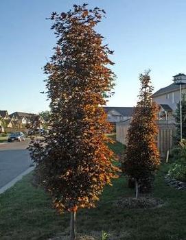 Acer platanoides 'Crimson Sentry' (PP3258)