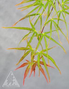 Acer palmatum 'Villa Taranto'