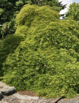 Acer palmatum dissectum 'Viridis'